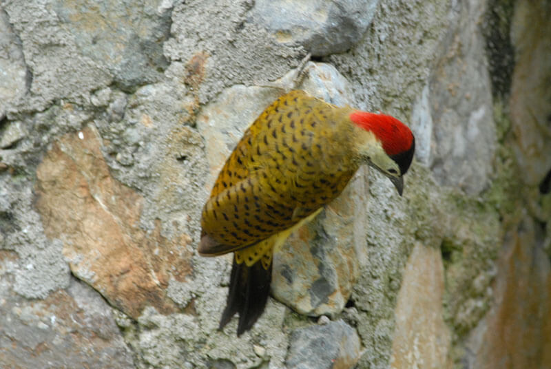 spot-breasted woodpecker, Carpintero buchipecoso, Colaptes punctigula