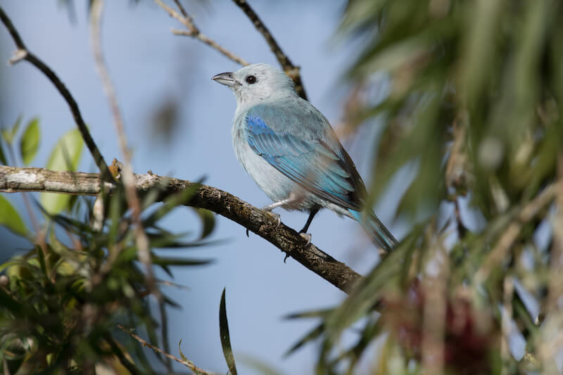 blue-gray tanager