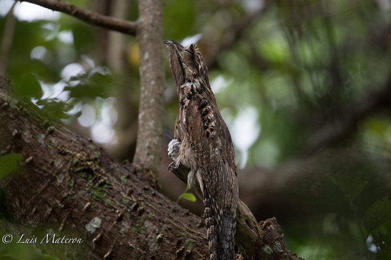 Tropical Screech Owl- Currucutu Comun Megascops choliba