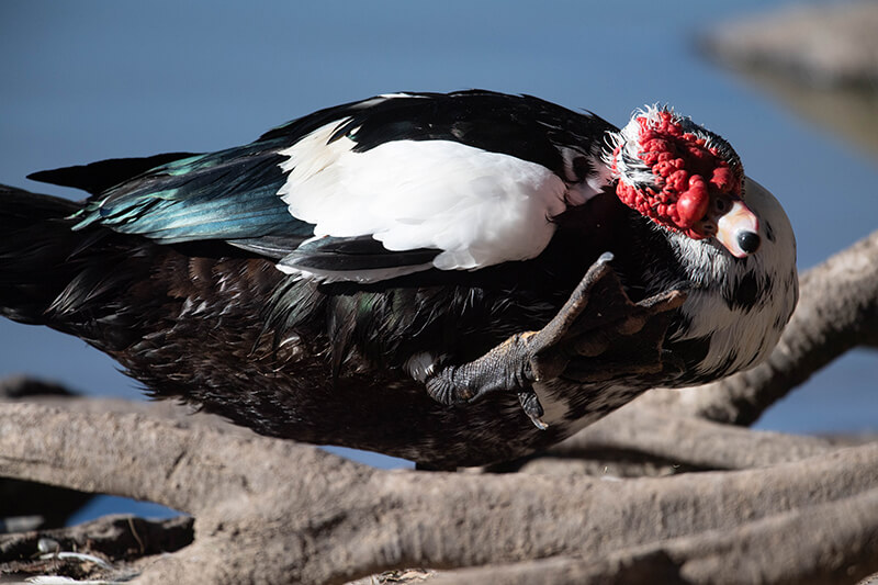 Muscovy Duck, Pato Real, Cairina moschata