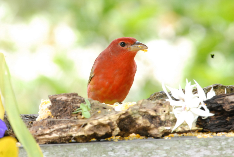Cardinals - Cardenales, Cardinalidae