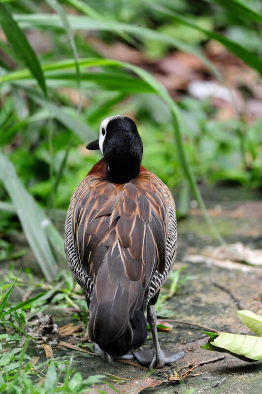 White-face whistling duck. Iguaza carats, Dendrocygna viduata