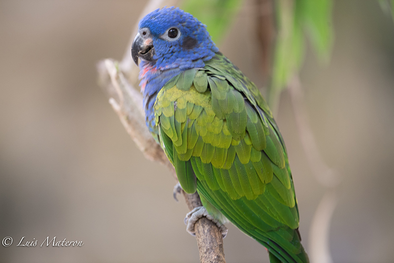 Blue-headed parrot, cotorra cheja, Pionus menstruus