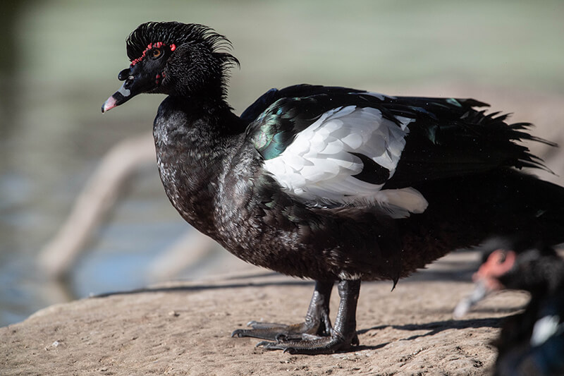 Muscovy Duck, Pato Real, Cairina moschata