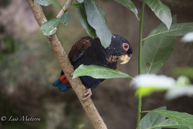 bronze-winged parrot, cotorra colinegra, Psitticara wagleri