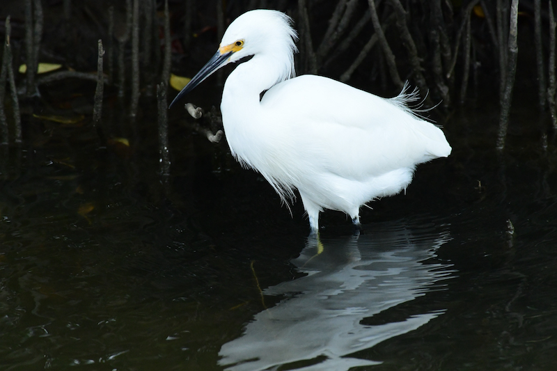 Snowy egret, Garza de los dedos dorados