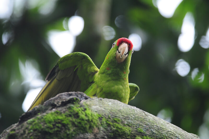 Scarlet-fronted macaw
