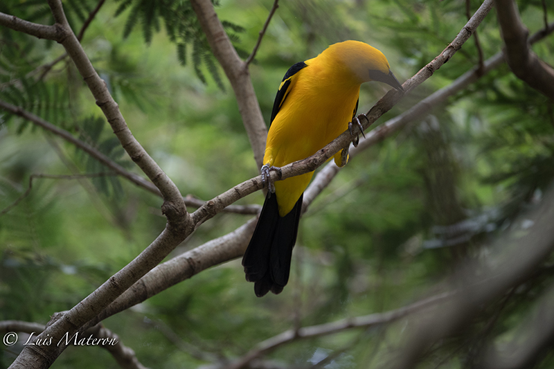 Oriole Blackbird | Turpial Lagunero | Gymnomystax mexicanus