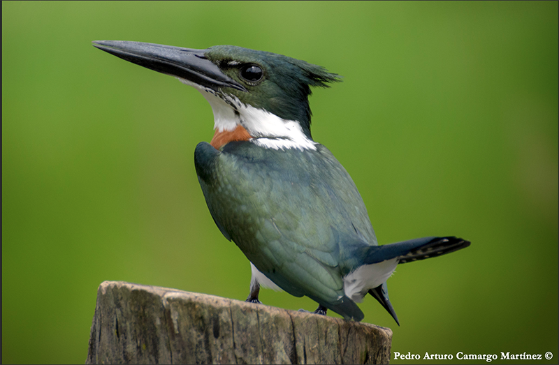 Green Kingfisher, Martin Pescador