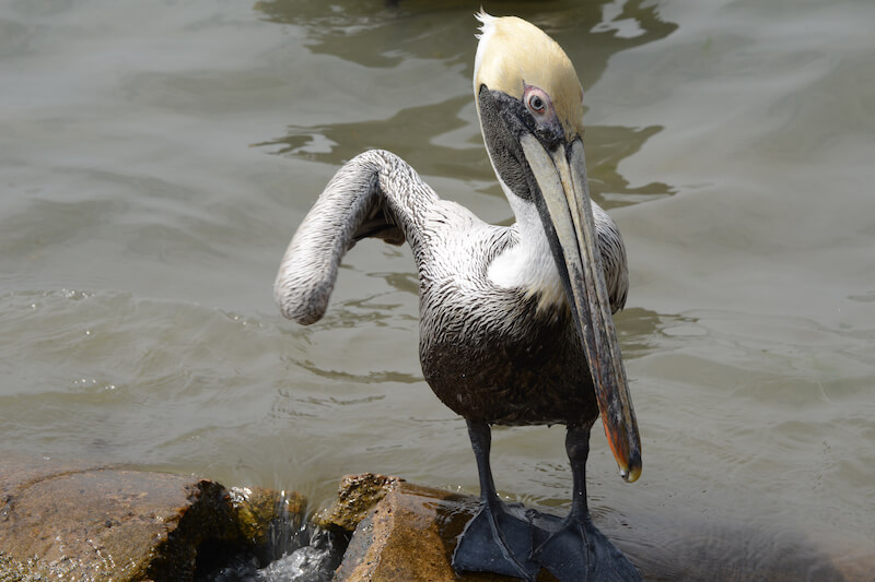 Pelicans - Pelícanos, Pelecanidae