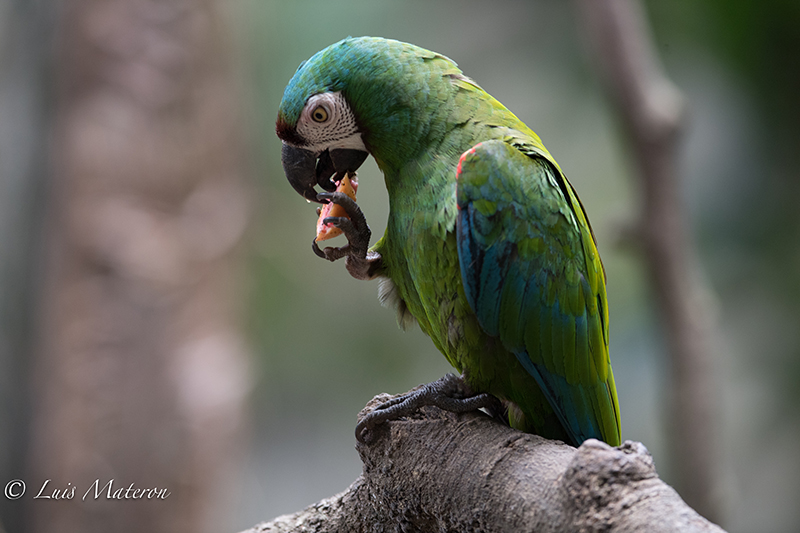Chestnut-fronted macaw, guacamaya cariseca, ara severus