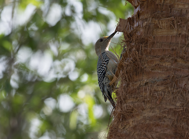 Red-crowned woodpecker | Carpintero habado | Melanerpes rubricapillus