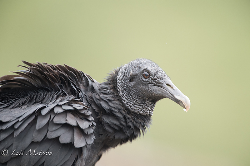 Black vulture, Gallinazo negro