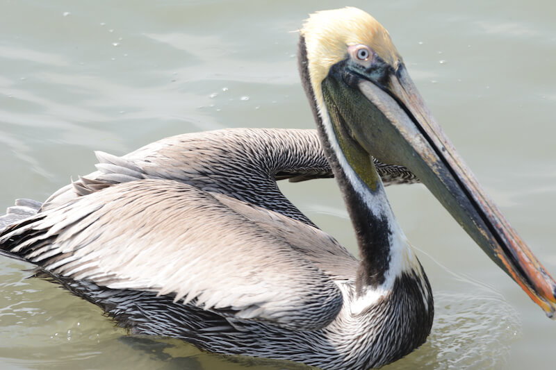 Brown pelican, Pelícano pardo, pelicano pardo, Pelecanus occidentalis