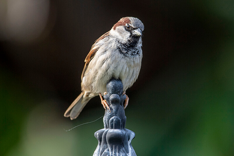 House sparrow, copeton europeo, Passer domesticus