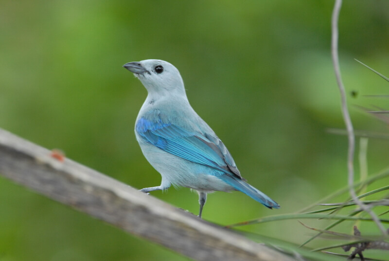 blue-gray tanager