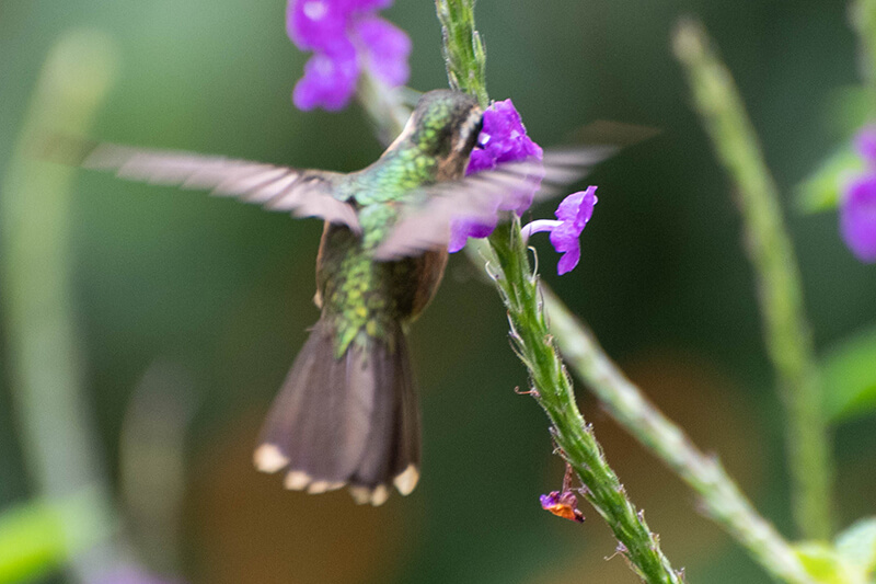 Speckled hummingbird, Adelomyia melanogenys, colibri pechipunteado, colibrí pechipunteado