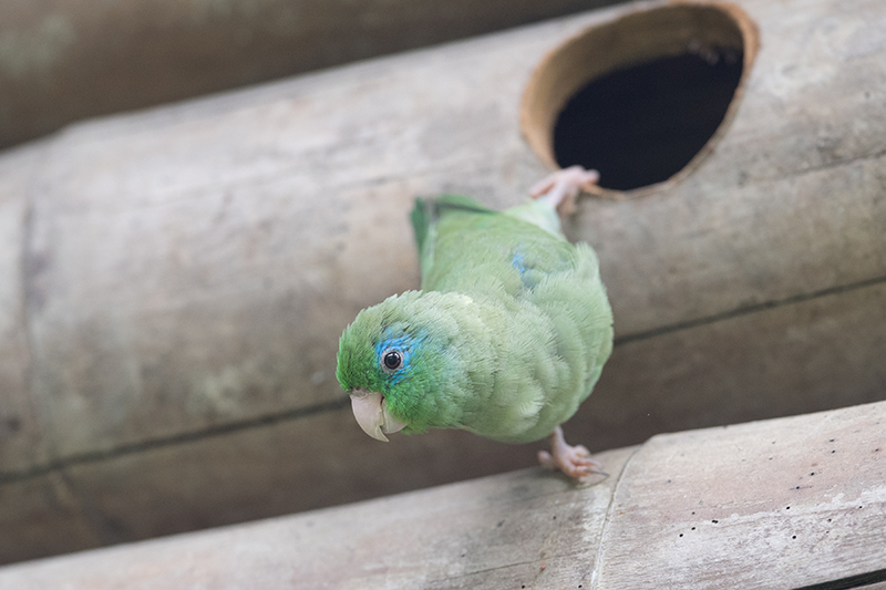 Pionus menstruus - cotorra cheja- blue-headed parrot