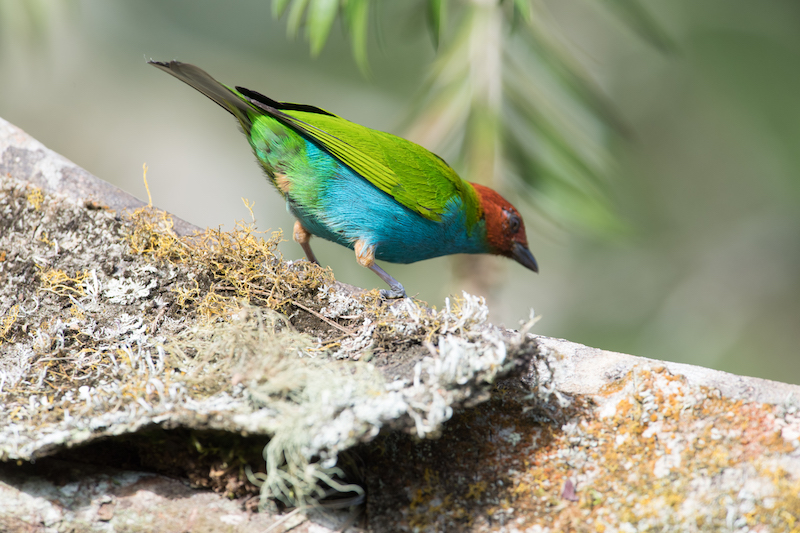 bay-headed male tanager