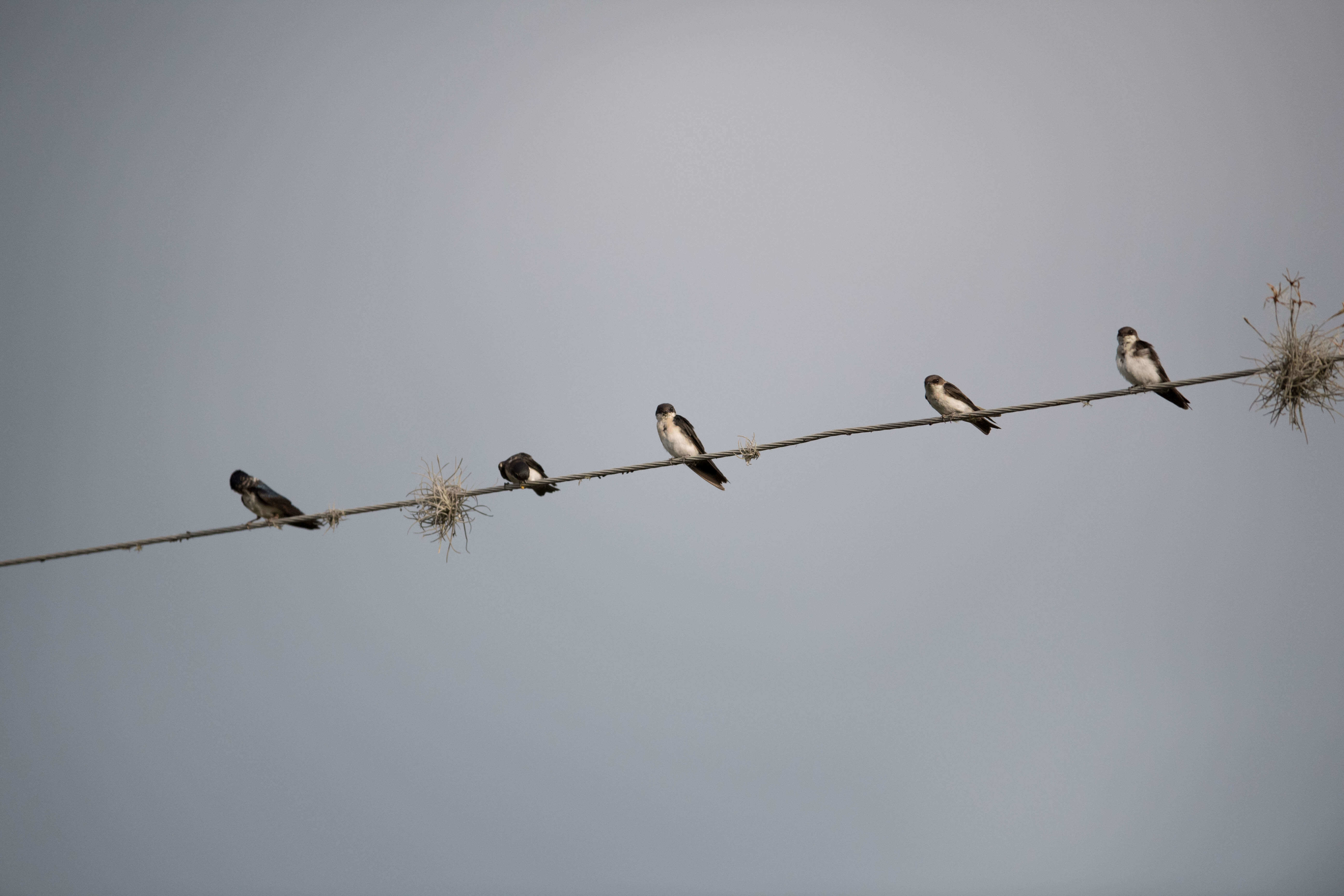 swallows, golondrinas