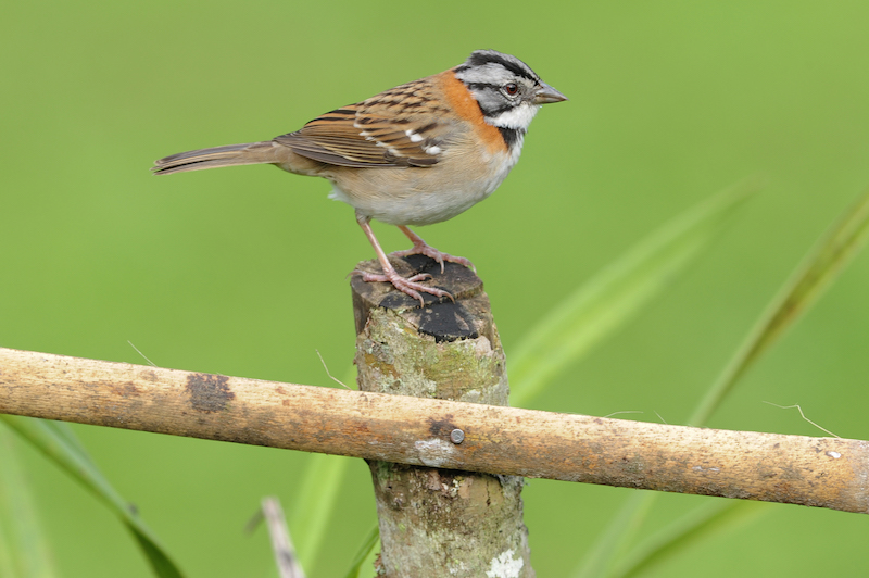 Rufous-collared-sparrow | Copentocito común | Zonotrichia capensis